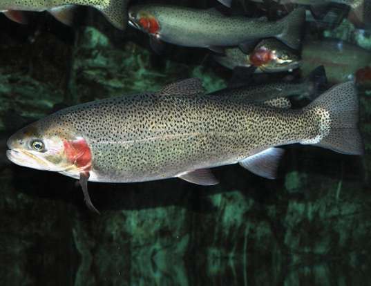 Picture of a rainbow trout (Oncorhynchus mykiss)
