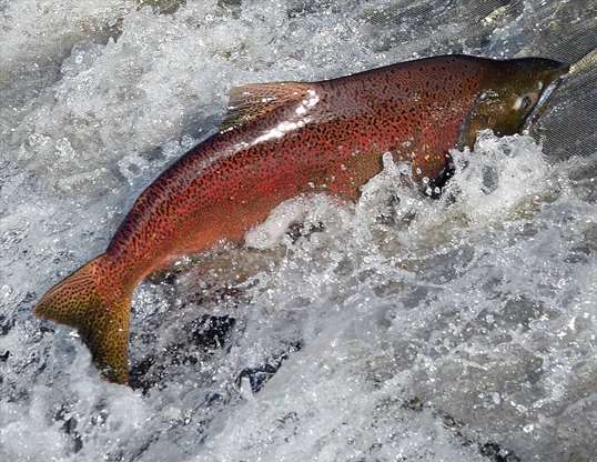Picture of a chinook salmon (Oncorhynchus tshawytscha)