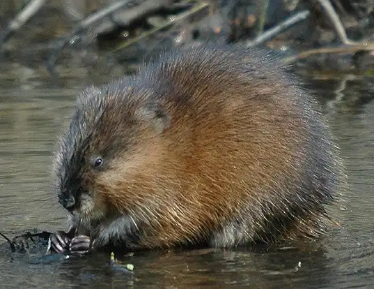 Picture of a muskrat (Ondatra zibethicus)