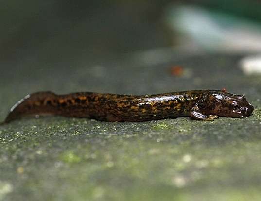 Picture of a long-tailed clawed salamander (Onychodactylus fischeri)