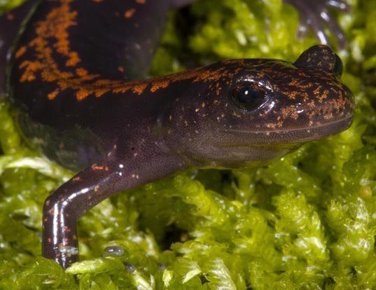 Picture of a japanese clawed salamander (Onychodactylus japonicus)