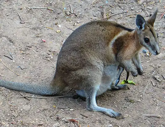 Picture of a bridled nail-tail wallaby (Onychogalea fraenata)