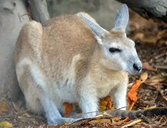 Picture of a northern nail-tailed wallaby (Onychogalea unguifera)