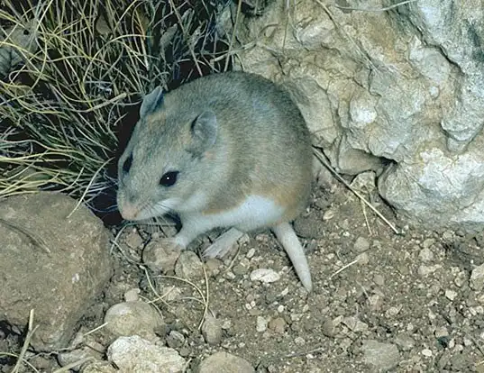 Picture of a northern grasshopper mouse (Onychomys leucogaster)