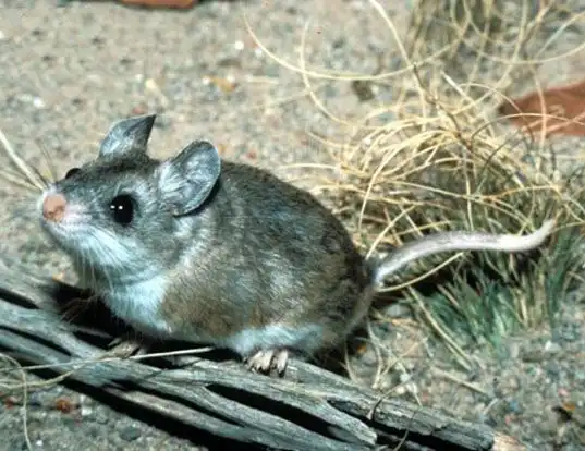 Picture of a southern grasshopper mouse (Onychomys torridus)