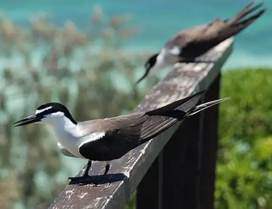 Picture of a bridled tern (Onychoprion anaethetus)