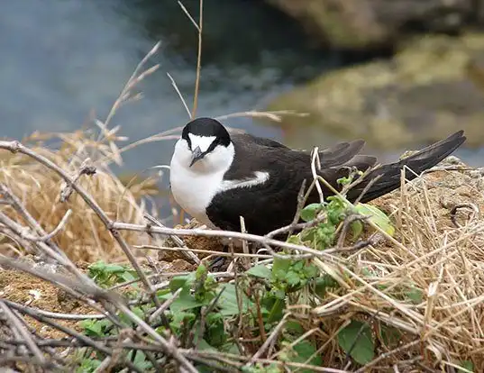 Picture of a sooty tern (Onychoprion fuscatus)