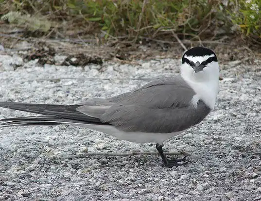 Picture of a gray-backed tern (Onychoprion lunatus)