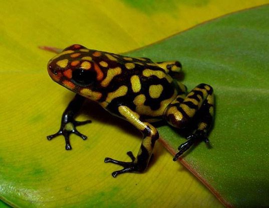 Picture of a harlequin poison frog (Oophaga histrionica)