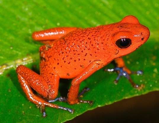 Picture of a strawberry poison frog (Oophaga pumilio)