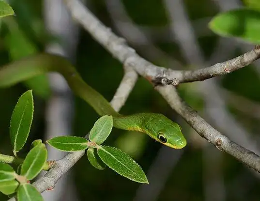 Picture of a northern rough green snake (Opheodrys aestivus)