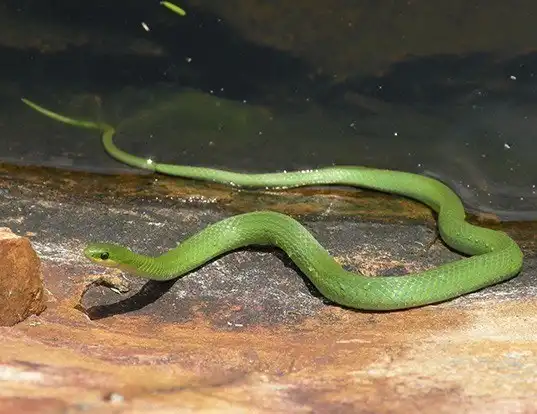 Picture of a smooth green snake (Opheodrys vernalis)