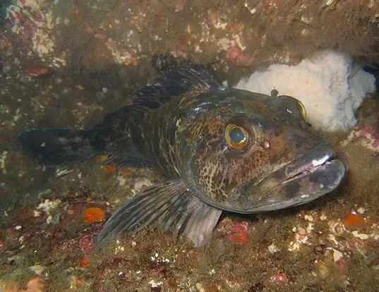 Picture of a lingcod (Ophiodon elongatus)