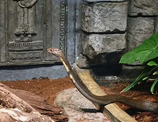 Picture of a king cobra (Ophiophagus hannah)