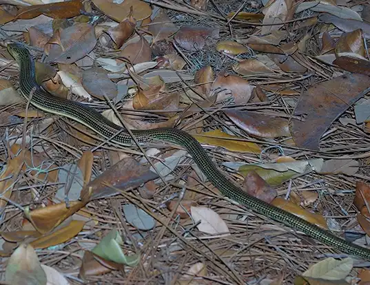 Picture of a eastern glass lizard (Ophisaurus ventralis)