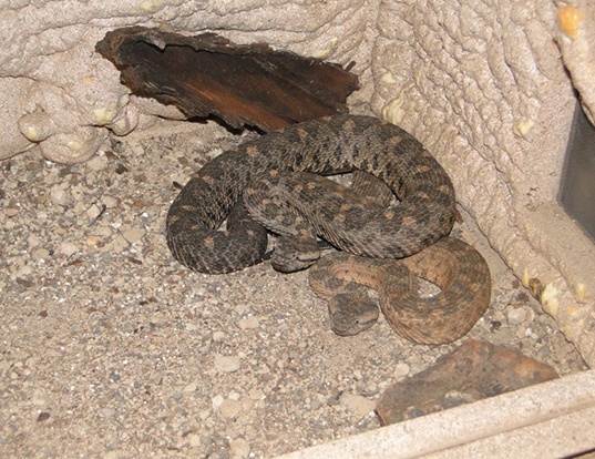 Picture of a black-tailed montane pit viper (Ophryacus melanurus)