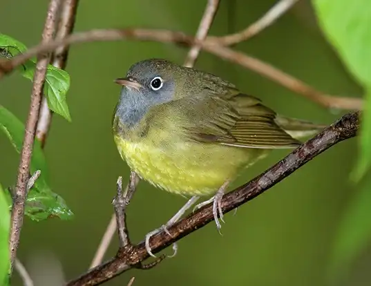 Picture of a connecticut warbler (Oporornis agilis)