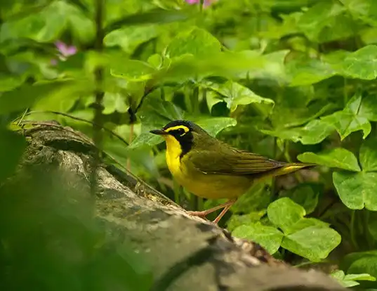 Picture of a kentucky warbler (Oporornis formosus)