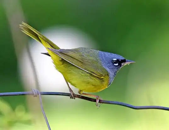 Picture of a macgillivray's warbler (Oporornis tolmiei)