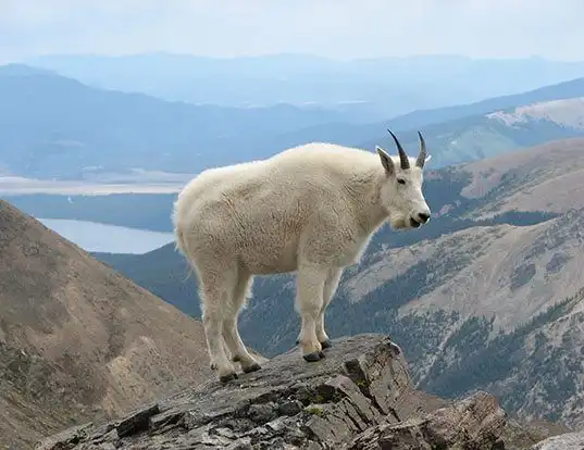 Picture of a mountain goat (Oreamnos americanus)