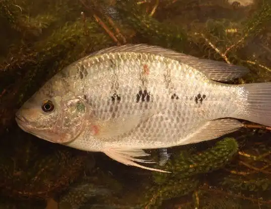 Picture of a three spotted tilapia (Oreochromis andersonii)