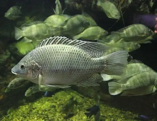 Picture of a mozambique mouthbrooder (Oreochromis mossambicus)