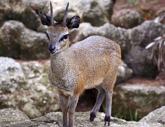 Picture of a klipspringer (Oreotragus oreotragus)