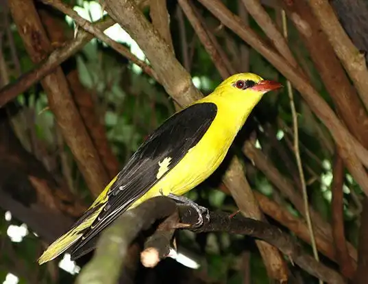 Picture of a eurasian golden-oriole (Oriolus oriolus)