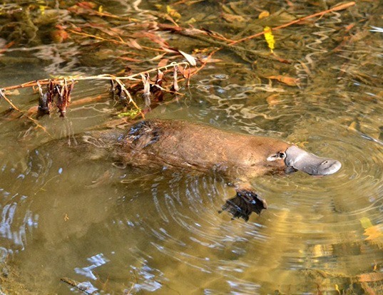Picture of a platypus (Ornithorhynchus anatinus)