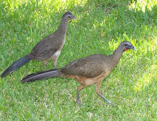 Picture of a plain chachalaca (Ortalis vetula)