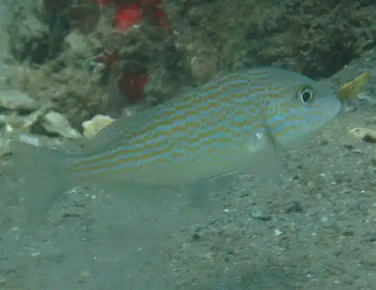 Picture of a pigfish (Orthopristis chrysoptera)