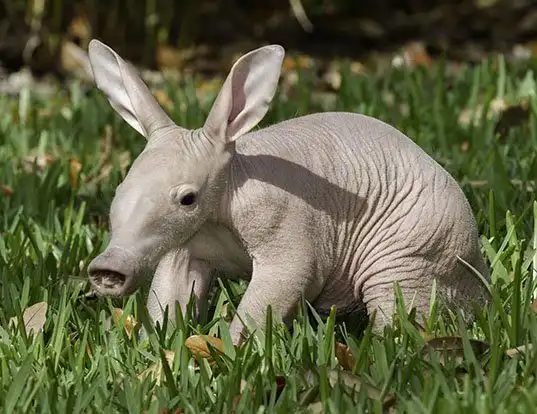 Picture of a aardvark (Orycteropus afer)