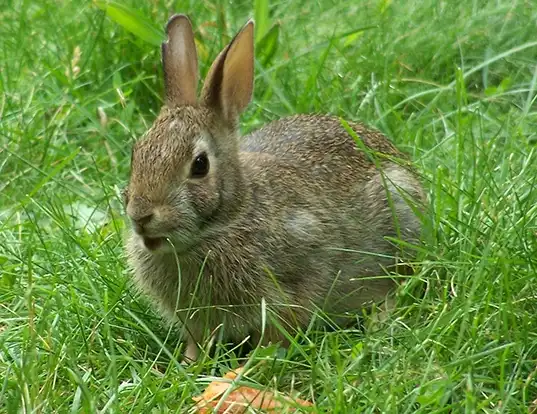 Picture of a european rabbit (Oryctolagus cuniculus)