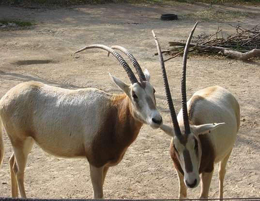 Picture of a scimitar-horned oryx (Oryx dammah)