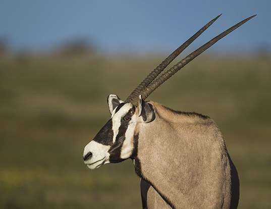 Picture of a gemsbok (Oryx gazella)