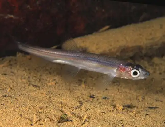 Picture of a smelt (Osmerus eperlanus)