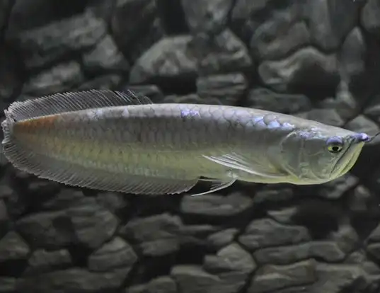 Picture of a arowana (Osteoglossum bicirrhosum)