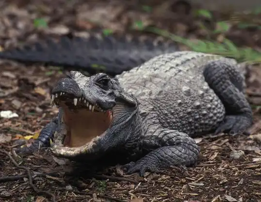 Picture of a african dwarf crocodile (Osteolaemus tetraspis)