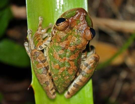 Picture of a cuban treefrog (Osteopilus septentrionalis)