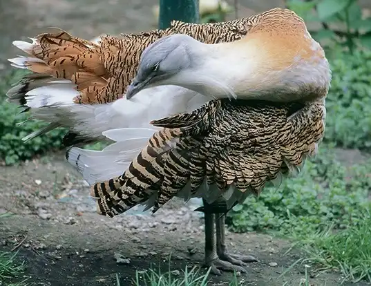 Picture of a great bustard (Otis tarda)