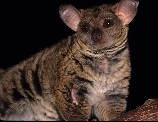 Picture of a small-eared greater galago (Otolemur garnettii)