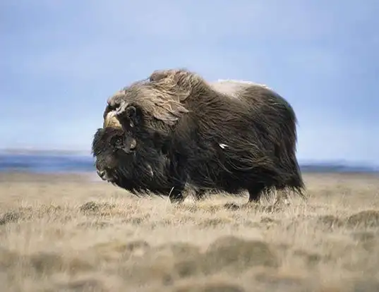 Picture of a muskox (Ovibos moschatus)