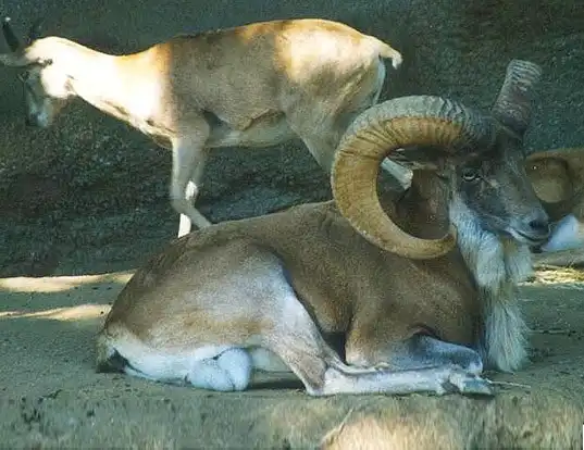 Picture of a urial (Ovis aries vignei)
