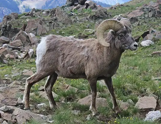 Picture of a bighorn sheep (Ovis canadensis)