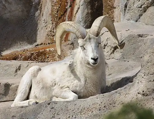 Picture of a thinhorn sheep (Ovis dalli)