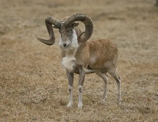 Picture of a mouflon (Ovis orientalis)