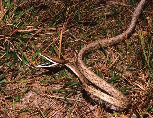Picture of a brown vine snake (Oxybelis aeneus)