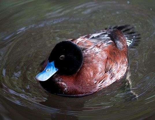 Picture of a blue-billed duck (Oxyura australis)