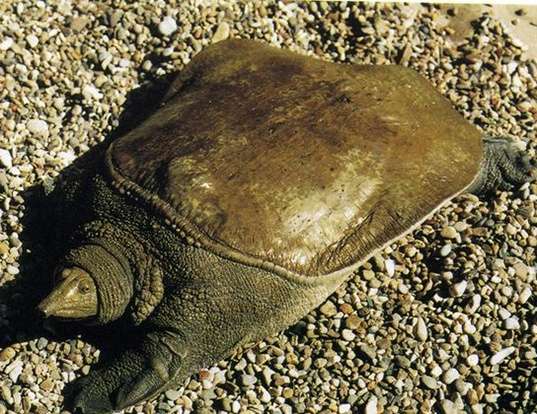 Picture of a wattle-necked softshell turtle (Palea steindachneri)