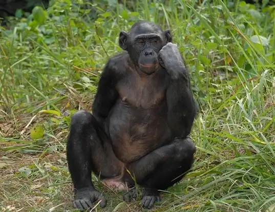 Picture of a bonobo (Pan paniscus)
